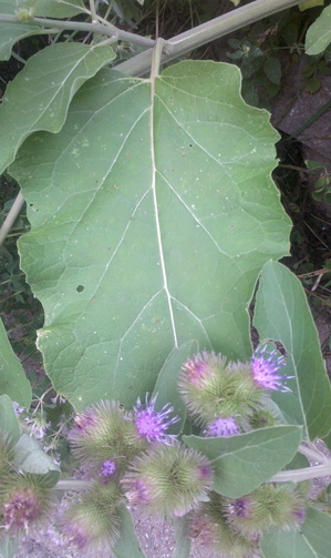 flower and leaf.jpg